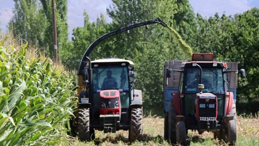 Silajlık mısır hasadı Erzincan’da başladı
