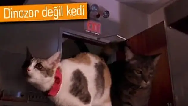 Jurassic Park'ta Kediler Olsaydı