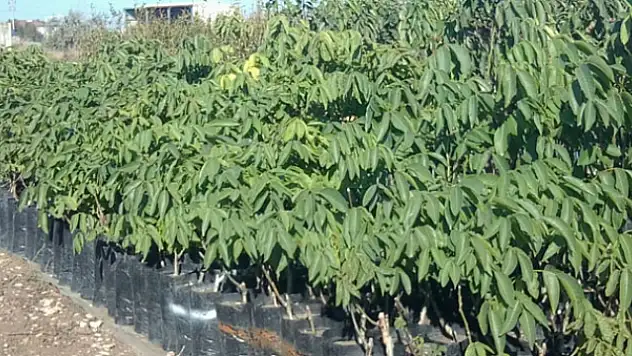 Denizli'den İspanya'ya 50 Bin Ceviz Fidanı