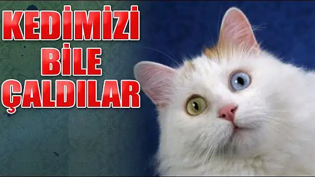 Kedimizi bile çaldılar