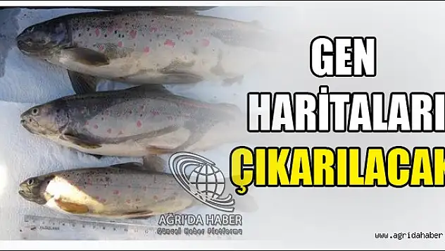 Ağrı'da Kahverengi Alabalıkların Gen Haritası Çıkarılacak