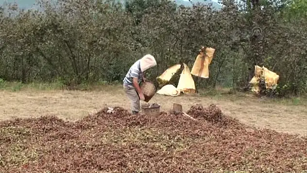 Fındık erbest piyasada kilogramı 10 lira seviyelerinde