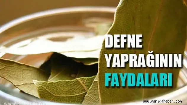 Defne Yaprağı Faydaları