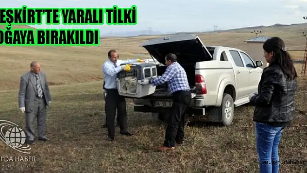 Tedavi Edilen Yaralı Tilki Doğaya Bırakıldı