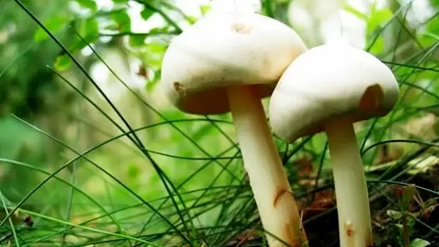 Mantar Zehirlenmelerine Dikkat