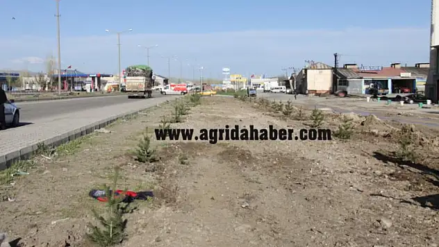 Şehir Merkezi Çamlarla Yeşillenecek