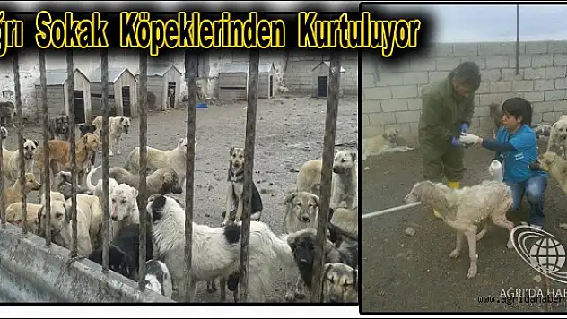 Ağrı Sokak Köpeklerinden kurtuluyor