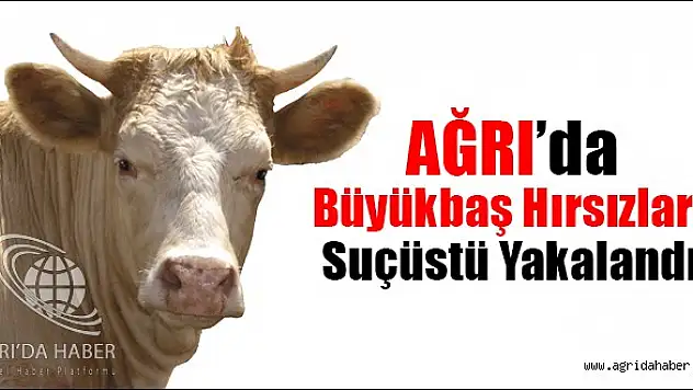 Büyükbaş Hayvan Hırsızları Suçüstü Yakalandı