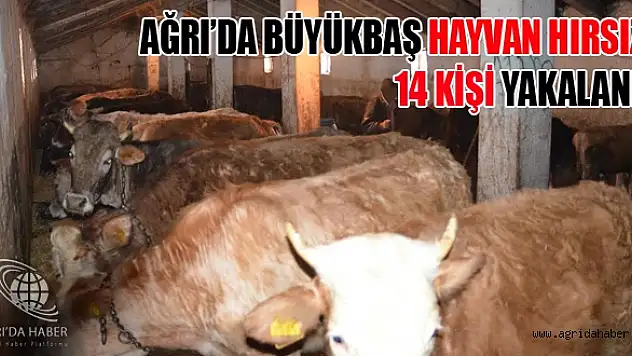 Ağrıda Büyükbaş Hayvan Hırsızıları Yakalandı