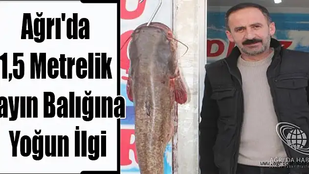 Ağrıda 1,5 Metrelik Yayın Balığına İlgi