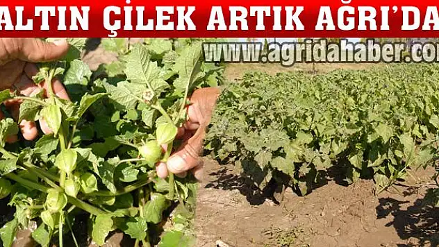 AĞRI İBRAHİM ÇEÇEN ÜNİVERSİTESİ ALTIN ÇİLEK YETİŞTİRDİ