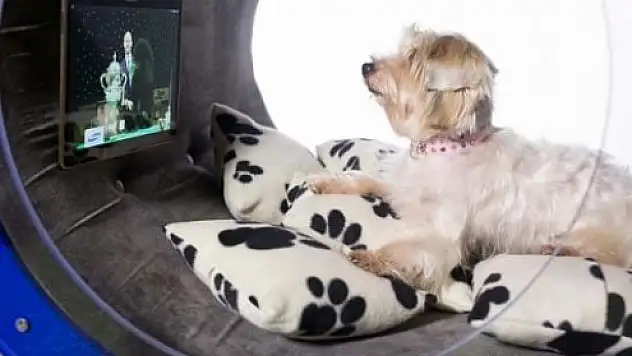 Samsung'dan 30.000 Dolarlık köpek kulübesi