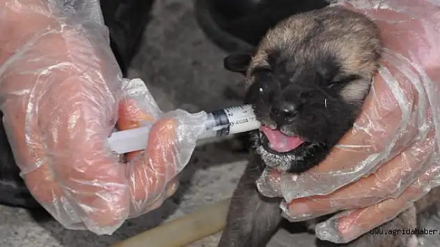 Terk edilen köpek yavrularına sahip çıktı