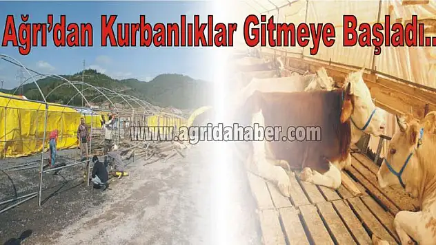 Kurban Pazarları Kuruluyor