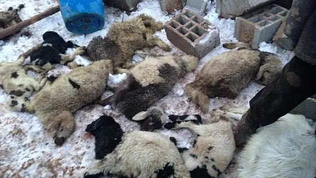 Ahır Çöktü 60 Küçükbaş Hayvan Telef Oldu