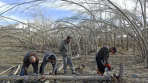 Başkale'de kar yağışıyla kırılan ağaçlar kesiliyor