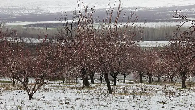 'Dünya kayısı başkenti'nde zirai don endişesi