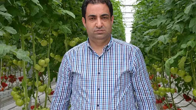 Diyadin'de Sera Domates Üretimi