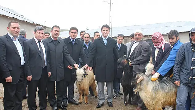 Bingöl'de damızlık teke dağımı