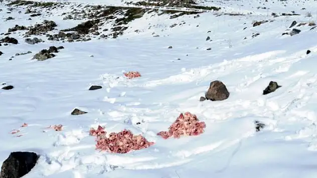 Yaylacıları korumak için doğaya yiyecek bırakıldı