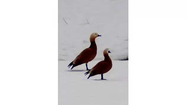 Ördek Gölü'ne kuş akını