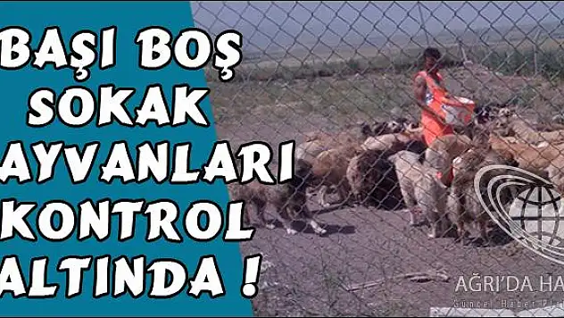 AĞRI BELEDİYESİ BAŞI BOŞ SOKAK HAYVANLARINI KONTROLDE TUTUYOR