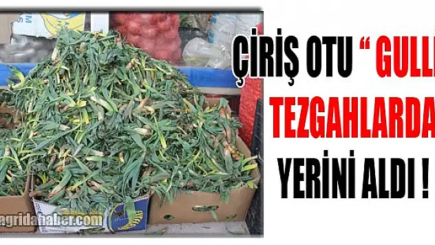 Çiriş Bitkisi 'Gullık' Tezgâhlarda Yerini Aldı