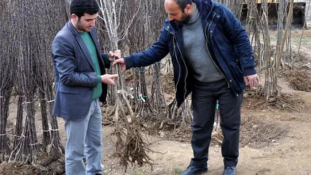 Hizan'da fidan satışları başladı