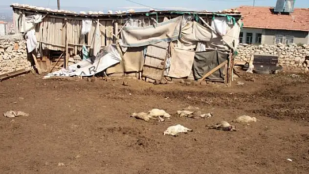 Malatya'da sokak köpekleri, 20 kuzuyu telef etti