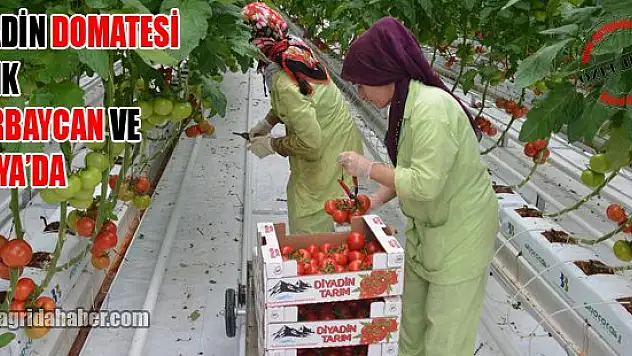 Ağrı Domatesini Azeriler ve Ruslar da Tadacak