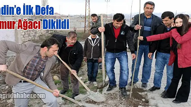 Diyadin İlk Defa Ihlamur Ağacı Dikildi