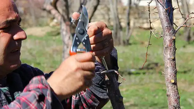 Erciş'te fidan satışları başladı