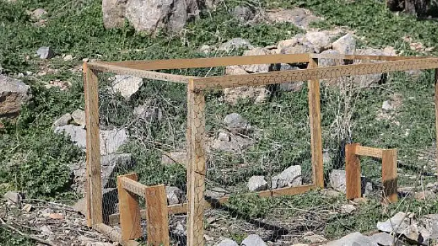 'İstilacı tavşanlar' sürgünde