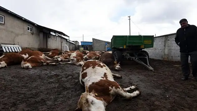 Ahlat'ta 26 büyükbaş hayvan telef oldu