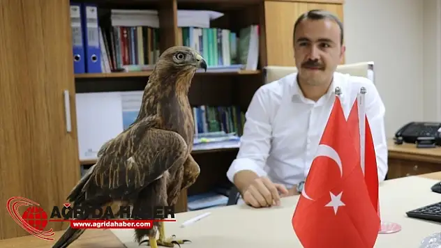 Ağrı'da Bulunan Yaralı 'Kızıl Şahin' Koruma Altında