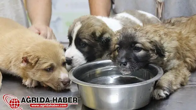 Doğubayazıt'ta köpeğe Eziyet Eden Kişiye 546 Tl Cezası