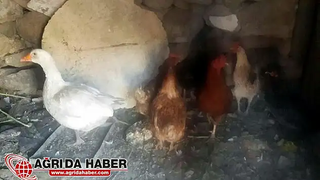 Ağrı'da Kuş Giribi nedeniyle 2 köy karantinaya alındı