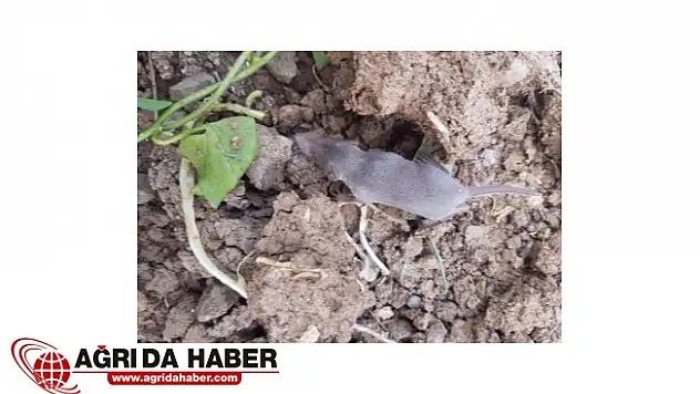 Ördek Gagalı Fareyi Andıran Hayvanın Cinsi Tespit Edildi !