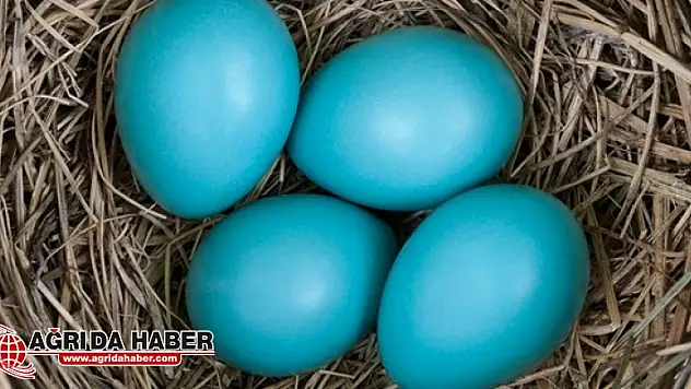 Protein Kaynağı Olan ''Mavi Yumurta'' Türkiye'de Üretilecek