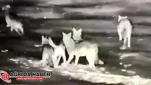 Aç Kalan Kurtlar Sahipsiz Köpeği Parçaladı
