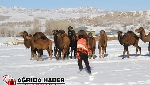 Güreşçi Develer Van'da Soğukta Eğitiliyor