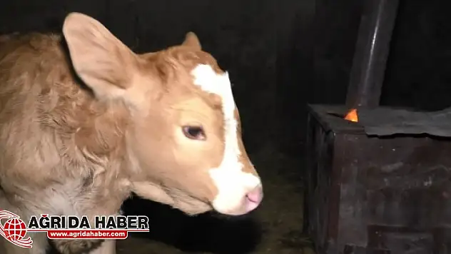 Yeni Doğan Buzağıları İçin Ahıra Soba Kurdu
