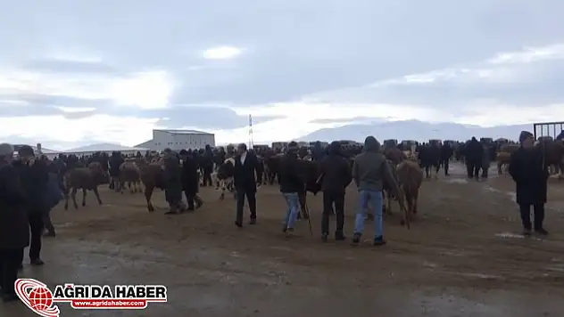 Ağrı Hayvan Borsasında Son Durum Besiciler Ne İstiyor?