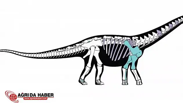 Bilim Adamları Yeni Bir Dinazor Türü Keşfetti