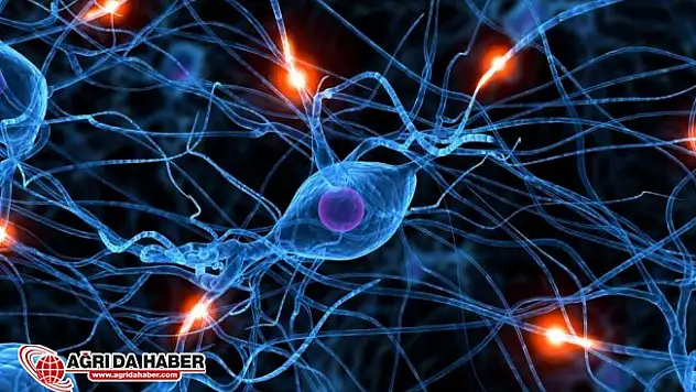 Kök hücre nedir? Neden kök hücreler sağlığımız için önemlidir?