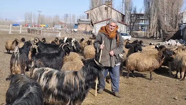 Muş'taki besicilerin kış sevinci