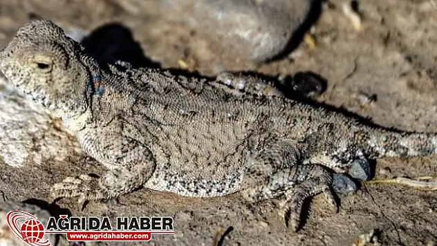 Nadir Görülen Sürüngen Hayvan Ağrı'da Görüntülendi