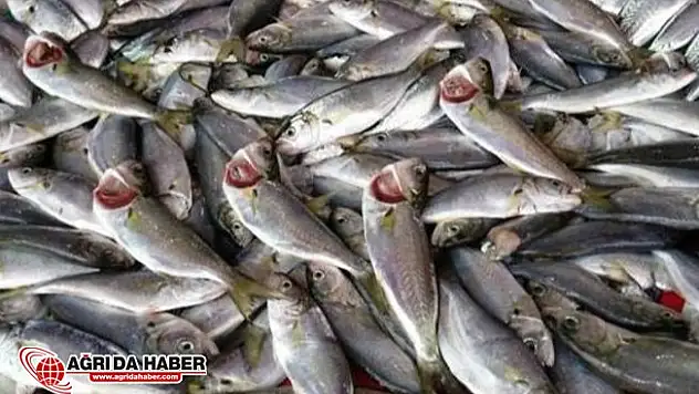 Ocak Ayında Hangi Balıkları Tüketmeliyiz