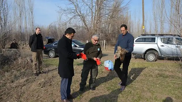 Orman Baykuşu doğaya salındı