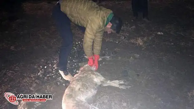 Şanlıurfa'da Kuduz Alarmı! İki Çocuğu Isırdı...